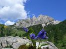 2752 1 Wulfenia